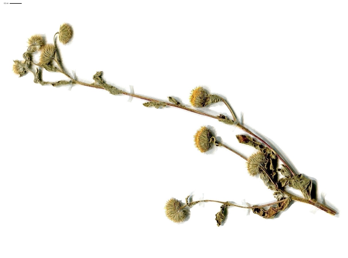 Pulicaria vulgaris (Asteraceae)
